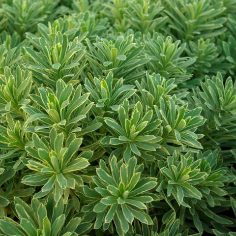 Euphorbia characias SILVER SWAN ® 'Wilcott'