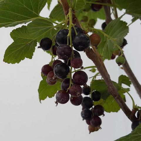 Ribes nigrum 'Andega'