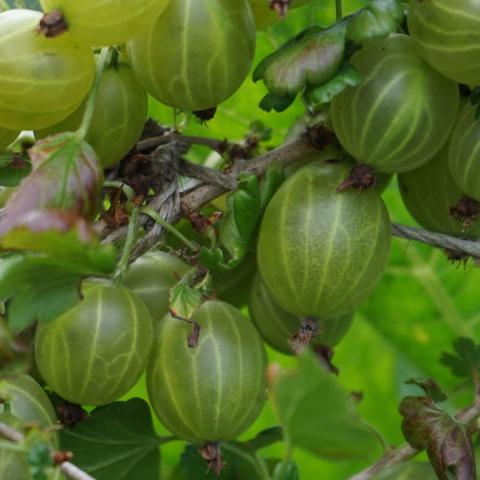 Ribes uva-crispa 'Hinnonmaki Grün'