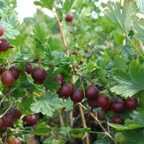 Ribes uva-crispa 'Hinnonmaki Rod'