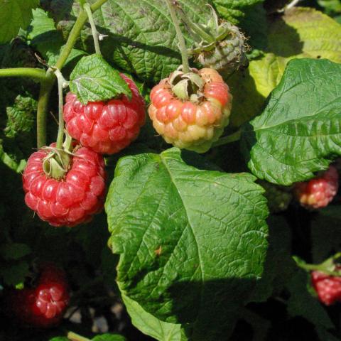 Rubus idaeus 'Ruby Beauty'®