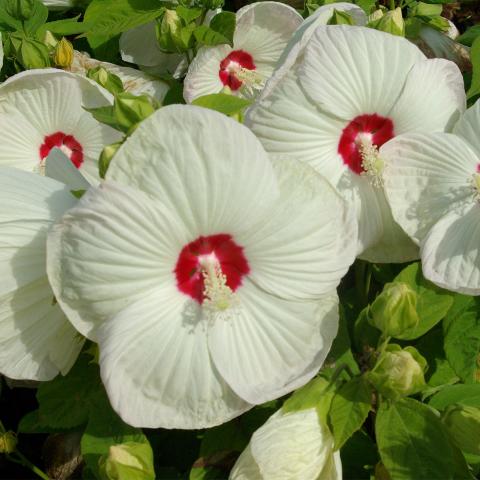 Hibiscus moscheutos blanc coeur rouge