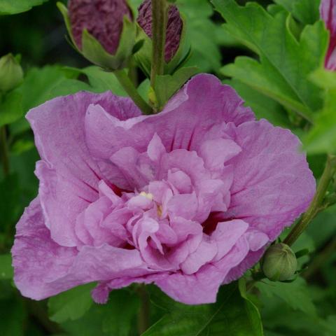 Hibiscus syriacus 'Lavender Chiffon' ®
