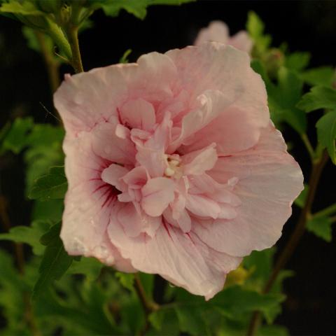 Hibiscus syriacus 'Pink Chiffon' ®