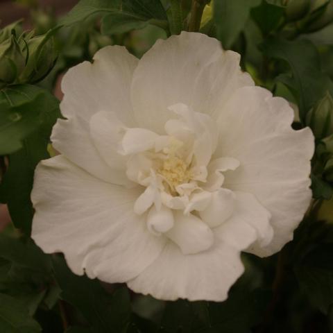 Hibiscus syriacus 'White Chiffon' ®