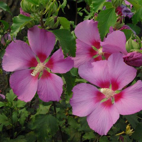 Hibiscus syriacus 'Walberton's' ®  Rose Moon