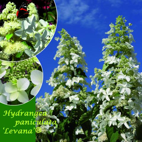 Hydrangea pan. 'Levana' ®