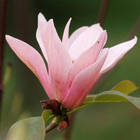 Magnolia (x) 'Coral Lake'