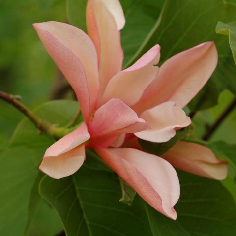 Magnolia (x) 'Flamingo'