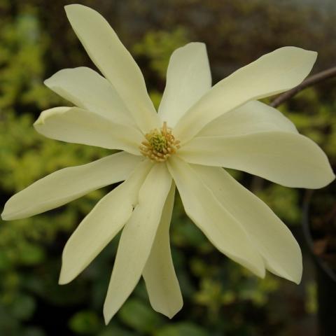 Magnolia (X) 'Goldstar'