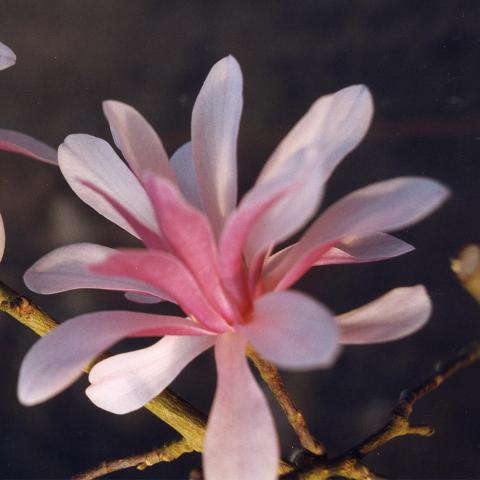 Magnolia stellata 'Rosea' (Jane Platt)