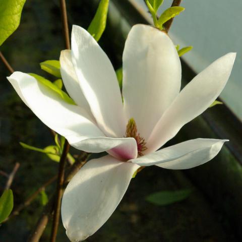Magnolia (X) soulangiana