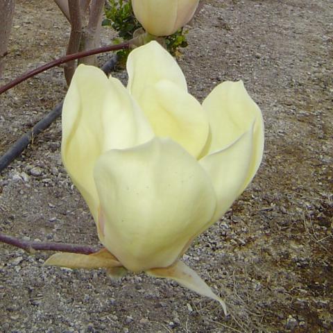Magnolia (x) 'Yellow Lantern'