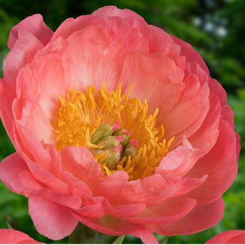 Paeonia lact. 'Coral Sunset'