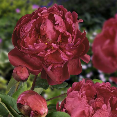 Paeonia lact. 'Red Sarah Bernhardt'