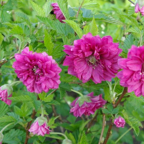 Rubus spectabilis 'Flore Pleno'