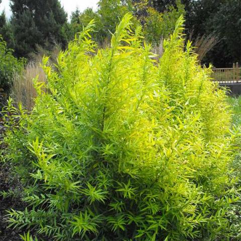 Salix sacchalinensis 'Golden Sunshine'