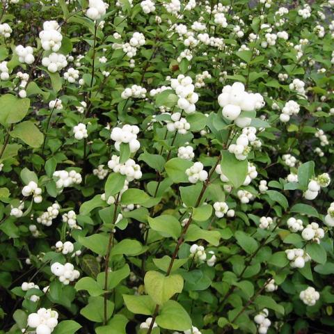Symphoricarpos albus 'White Hedge'