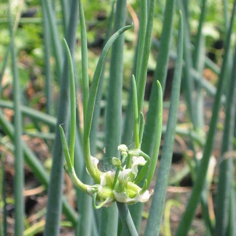 Allium cepa 'Proliferum'