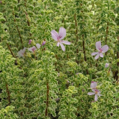 Pelargonium 'Cr. minor Variegata'